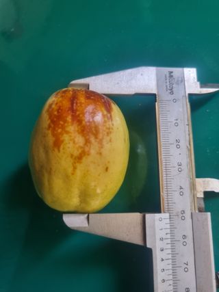 최기동님의 기타작물 · 영농일지 작성글 사진