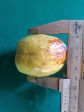 최기동님의 기타작물 · 영농일지 작성글 사진