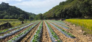 강연수님의 배추 · 영농일지 작성글 사진