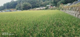 초보농부님의 벼 · 영농일지 작성글 사진