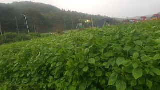 최춘득 청대산 님의 배추 · 영농일지 작성글 사진