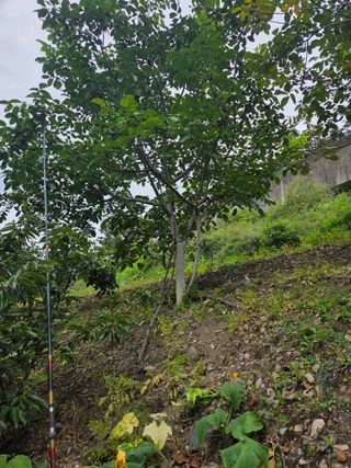 김용대님의 기타작물 · 영농일지 작성글 사진
