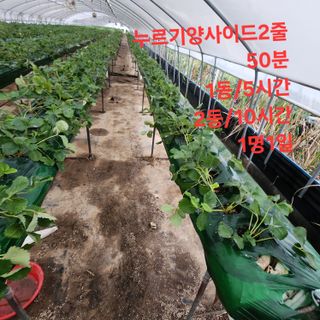 블랙조님의 기타작물 · 영농일지 작성글 사진