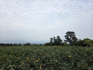 산방자연농원님의 귤 · 영농일지 작성글 사진