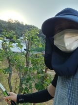팜모닝 매실·영농일지 게시글 이미지