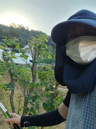 라오미님의 매실 · 영농일지 작성글 사진
