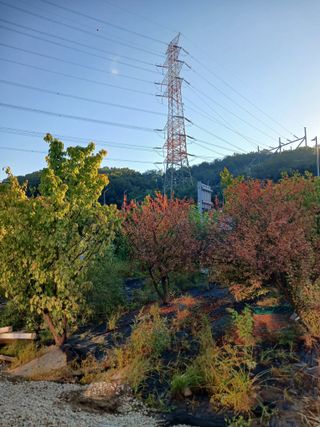 라오미님의 매실 · 영농일지 작성글 사진