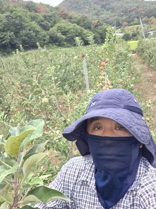김동철(고추,사과)님의 고추 · 영농일지 작성글 사진