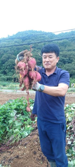 이영철님의 고구마 · 영농일지 작성글 사진