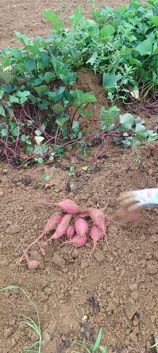 이영철님의 고구마 · 영농일지 작성글 사진