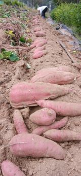 정연섭님의 작성글 사진