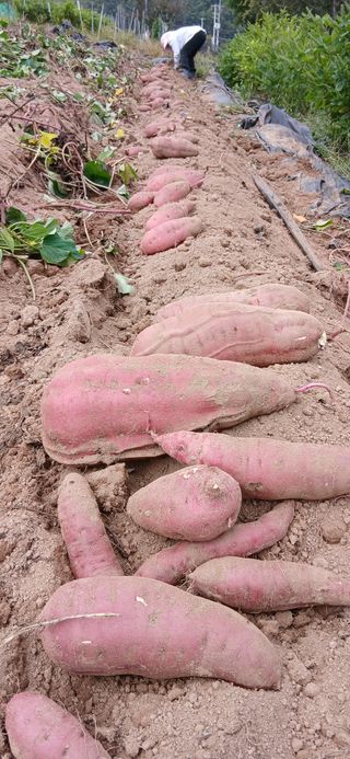 정연섭님의 기타작물 · 영농일지 작성글 사진