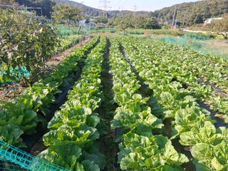 김학수님의 기타작물 · 영농일지 작성글 사진