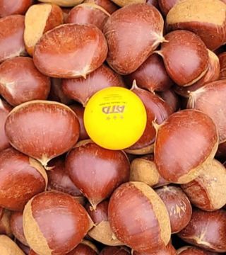 정찬영님의 기타작물 · 영농일지 작성글 사진