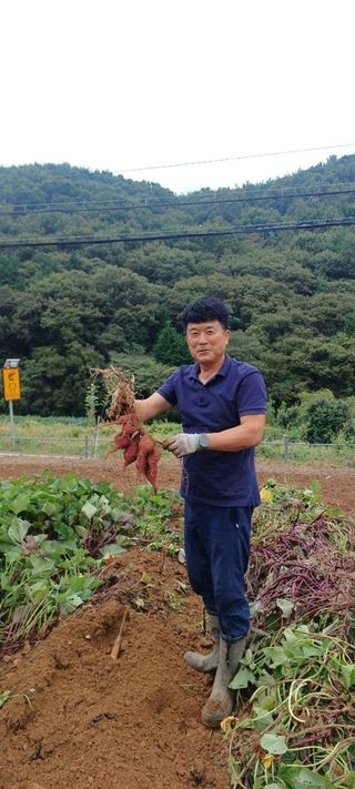이영철님의 고구마 · 영농일지 작성글 사진