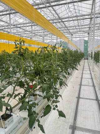 최병찬님의 토마토 · 영농일지 작성글 사진