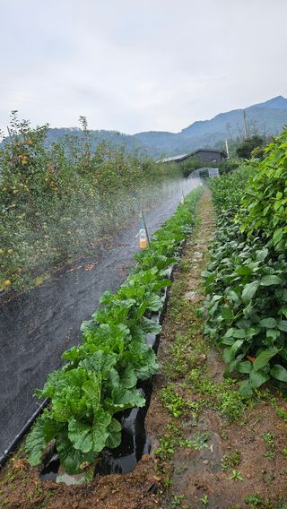 봉좌산님의 배추 · 영농일지 작성글 사진