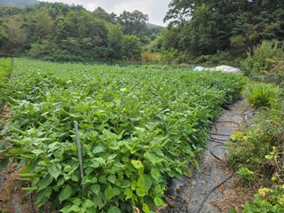 정택성님의 들깨 · 영농일지 작성글 사진