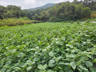 정택성님의 들깨 · 영농일지 작성글 사진