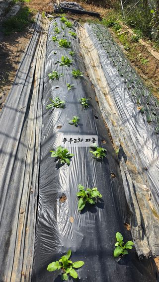 최석주님의 기타작물 · 영농일지 작성글 사진