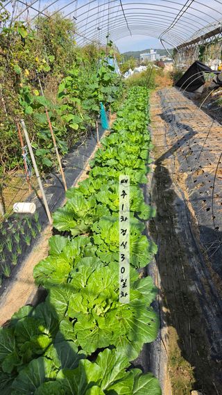 최석주님의 기타작물 · 영농일지 작성글 사진