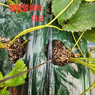 블랙조님의 기타작물 · 영농일지 작성글 사진