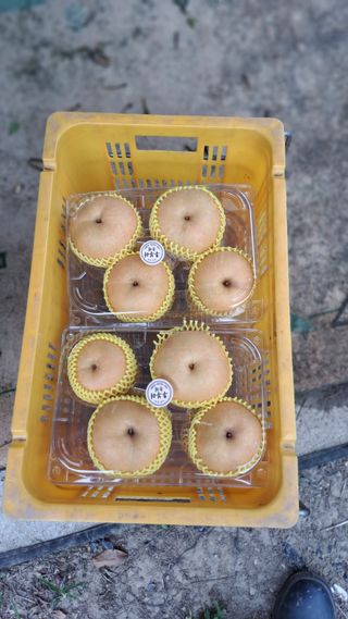 주윤발이님의 기타작물 · 영농일지 작성글 사진