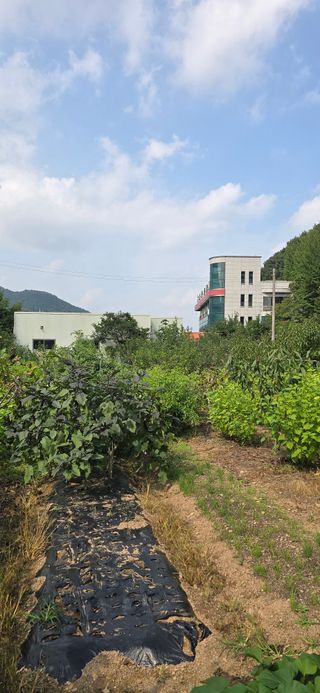 돌복숭아님의 기타작물 · 영농일지 작성글 사진