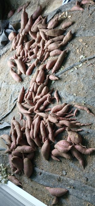 사랑으로님의 기타작물 · 영농일지 작성글 사진