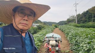 염봉섭님의 마늘 · 영농일지 작성글 사진
