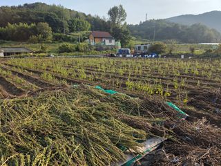 이석기님의 참깨 · 영농일지 작성글 사진