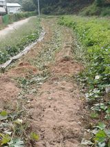 팜모닝 고구마·영농일지 게시글 이미지