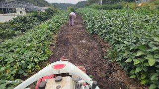 염봉섭님의 마늘 · 영농일지 작성글 사진