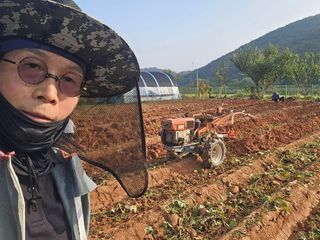 심기정님의 고구마 · 영농일지 작성글 사진