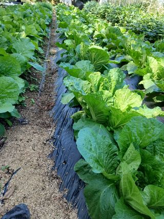 김원규님의 기타작물 · 영농일지 작성글 사진