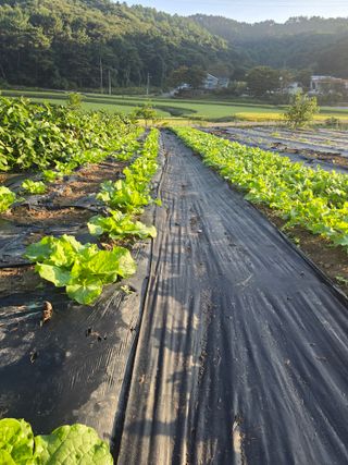藝園님의 기타작물 · 영농일지 작성글 사진