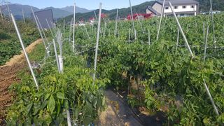 최춘득 청대산 님의 배추 · 영농일지 작성글 사진