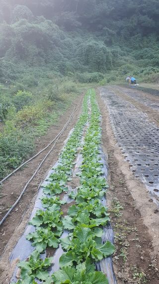 홍광희님의 기타작물 · 영농일지 작성글 사진
