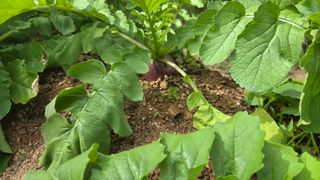 호박13141님의 기타작물 · 영농일지 작성글 사진