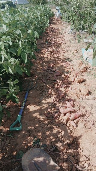 엄기덕님의 상추 · 영농일지 작성글 사진