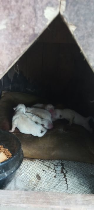 정석채님의 기타작물 · 영농일지 작성글 사진