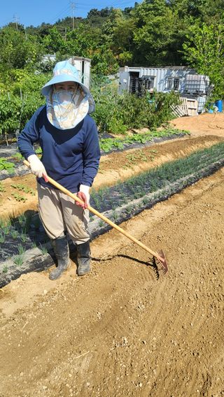 강상정님의 마늘 · 영농일지 작성글 사진