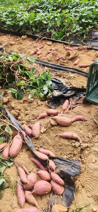 최군환님의 기타작물 · 영농일지 작성글 사진