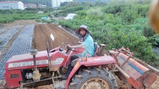 강상정님의 배추 · 영농일지 작성글 사진