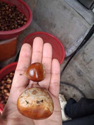 할티농장님의 기타작물 · 영농일지 작성글 사진