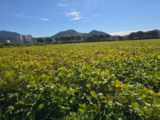 아침광장님의 콩 · 영농일지 작성글 사진