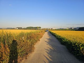 이미옥님의 벼 · 영농일지 작성글 사진