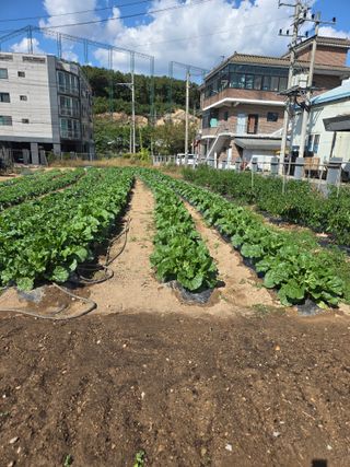 뚜벅이님의 기타작물 · 영농일지 작성글 사진