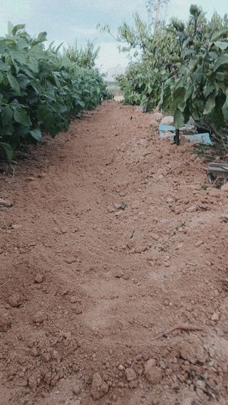 엄기덕님의 상추 · 영농일지 작성글 사진