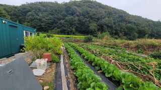 주말초짜농부님의 기타작물 · 영농일지 작성글 사진